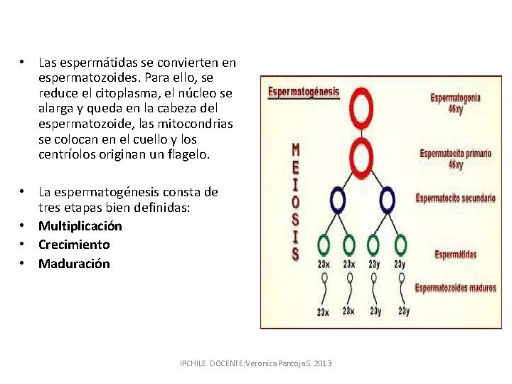  • Las espermátidas se convierten en espermatozoides. Para ello, se reduce el citoplasma,