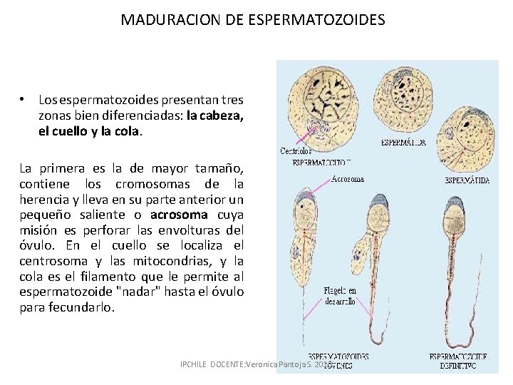MADURACION DE ESPERMATOZOIDES • Los espermatozoides presentan tres zonas bien diferenciadas: la cabeza, el