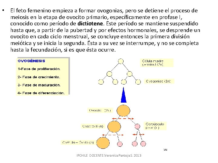  • El feto femenino empieza a formar ovogonias, pero se detiene el proceso