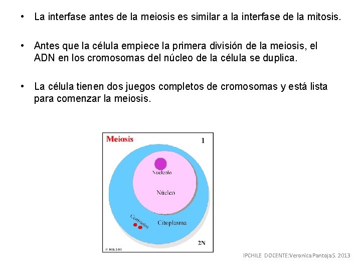  • La interfase antes de la meiosis es similar a la interfase de