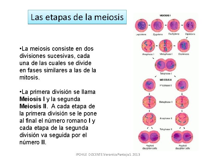 Las etapas de la meiosis • La meiosis consiste en dos divisiones sucesivas, cada