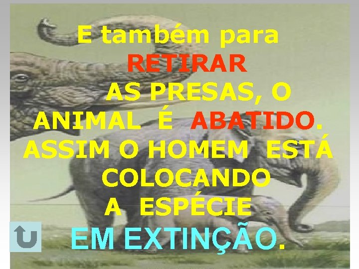 E também para RETIRAR AS PRESAS, O ANIMAL É ABATIDO. ASSIM O HOMEM ESTÁ