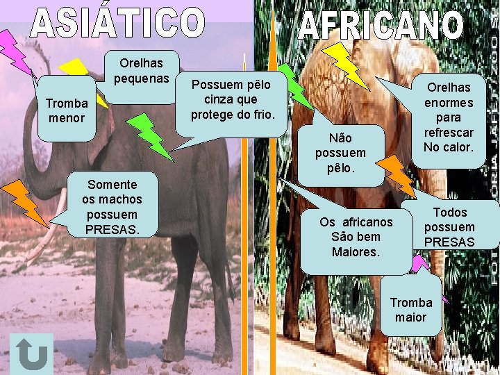 Orelhas pequenas Tromba menor Possuem pêlo cinza que protege do frio. Orelhas enormes para