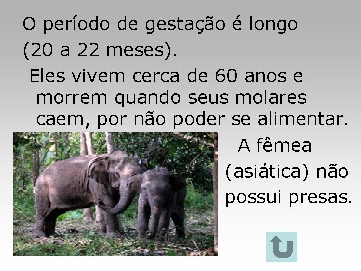 O período de gestação é longo (20 a 22 meses). Eles vivem cerca de