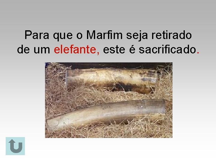 Para que o Marfim seja retirado de um elefante, este é sacrificado. 