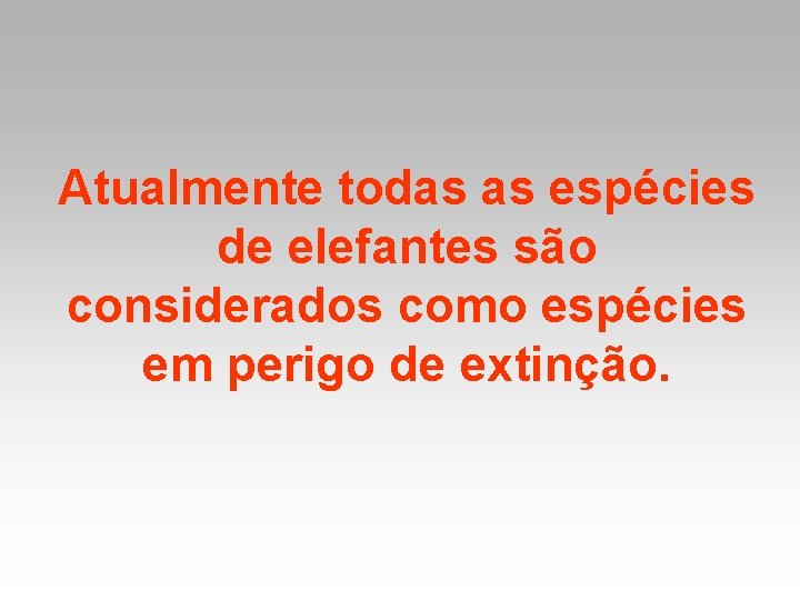 Atualmente todas as espécies de elefantes são considerados como espécies em perigo de extinção.