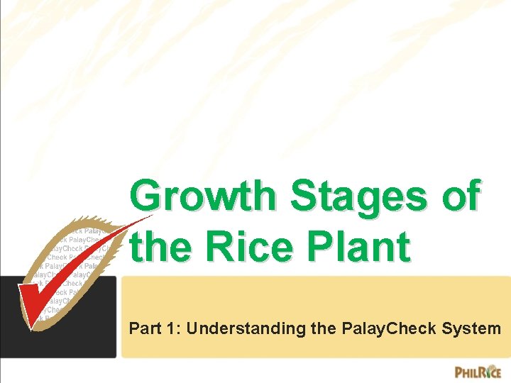 Growth Stages of the Rice Plant Part 1: Understanding the Palay. Check System 