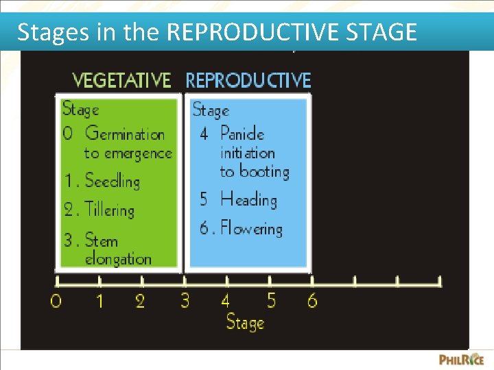 Stages in the REPRODUCTIVE STAGE 