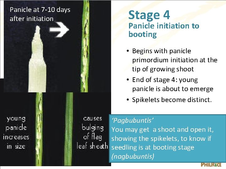 Panicle at 7 -10 days after initiation Stage 4 Panicle initiation to booting •