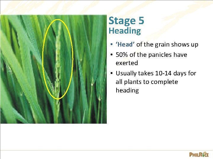 Stage 5 Heading • ‘Head’ of the grain shows up • 50% of the