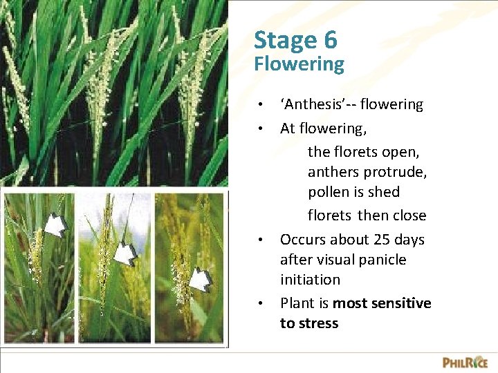 Stage 6 Flowering • • ‘Anthesis’-- flowering At flowering, the florets open, anthers protrude,