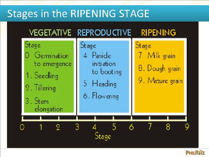 Stages in the RIPENING STAGE 