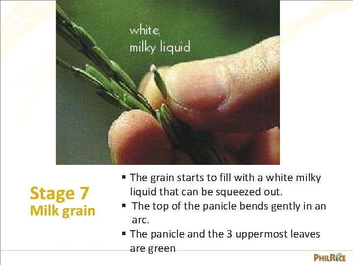 Stage 7 Milk grain § The grain starts to fill with a white milky
