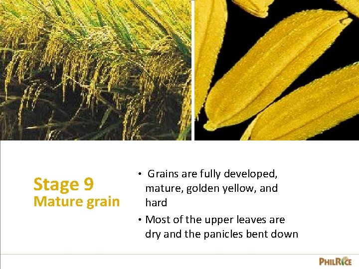 Stage 9 Mature grain Grains are fully developed, mature, golden yellow, and hard •