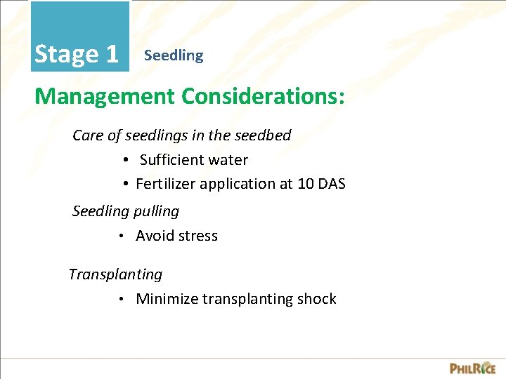 Stage 1 Seedling Management Considerations: Care of seedlings in the seedbed • Sufficient water