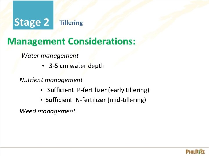 Stage 2 Tillering Management Considerations: Water management • 3 -5 cm water depth Nutrient