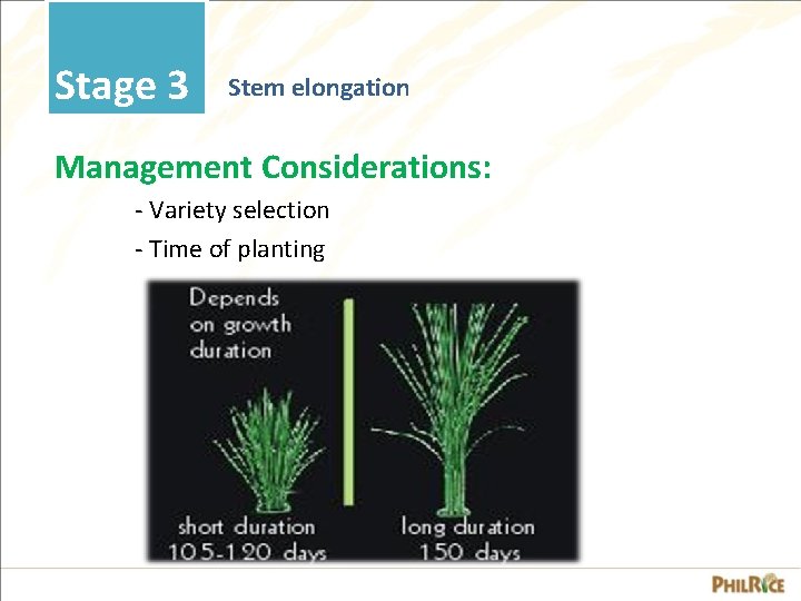 Stage 3 Stem elongation Management Considerations: - Variety selection - Time of planting 