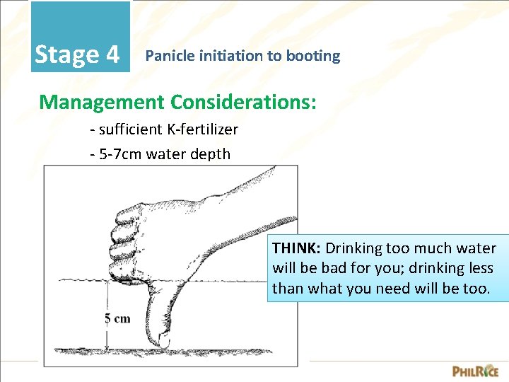 Stage 4 Panicle initiation to booting Management Considerations: - sufficient K-fertilizer - 5 -7