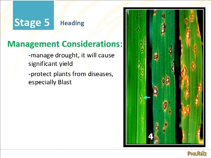 Stage 5 Heading Management Considerations: -manage drought, it will cause significant yield -protect plants