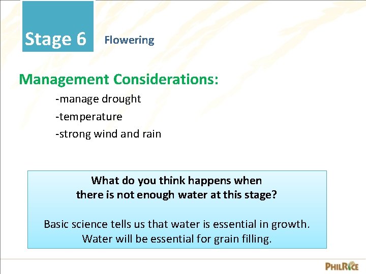 Stage 6 Flowering Management Considerations: -manage drought -temperature -strong wind and rain What do