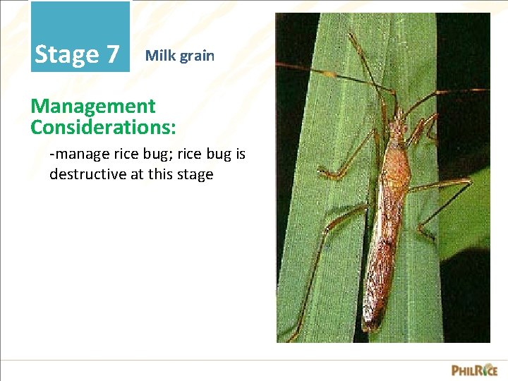 Stage 7 Milk grain Management Considerations: -manage rice bug; rice bug is destructive at