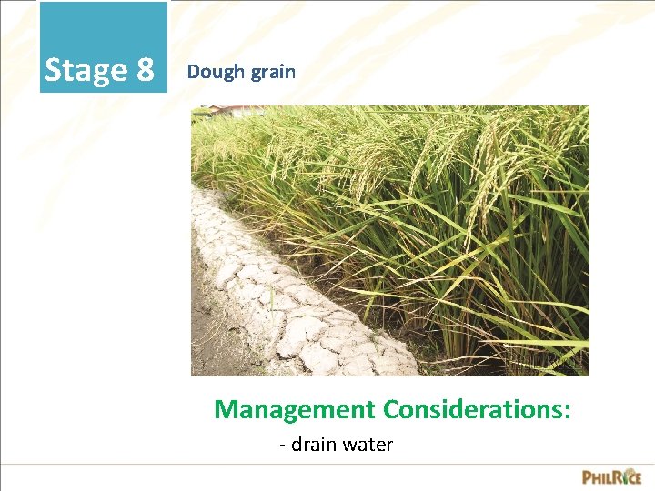 Stage 8 Dough grain Management Considerations: - drain water 