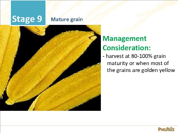 Stage 9 Mature grain Management Consideration: - harvest at 80 -100% grain maturity or