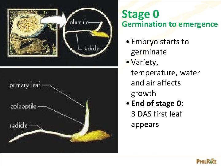 Stage 0 Germination to emergence • Embryo starts to germinate • Variety, temperature, water