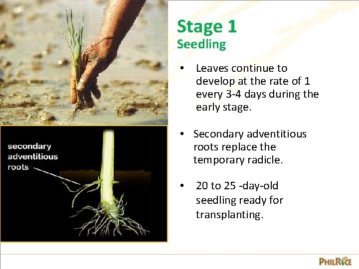Stage 1 Seedling • Leaves continue to develop at the rate of 1 every