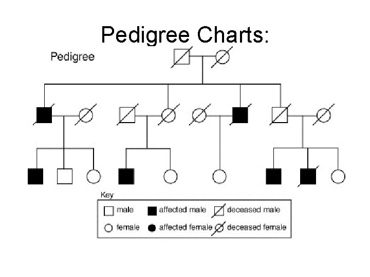 Pedigree Charts: 