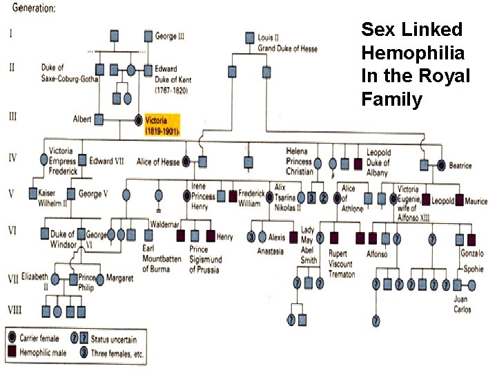 Sex Linked Hemophilia In the Royal Family 