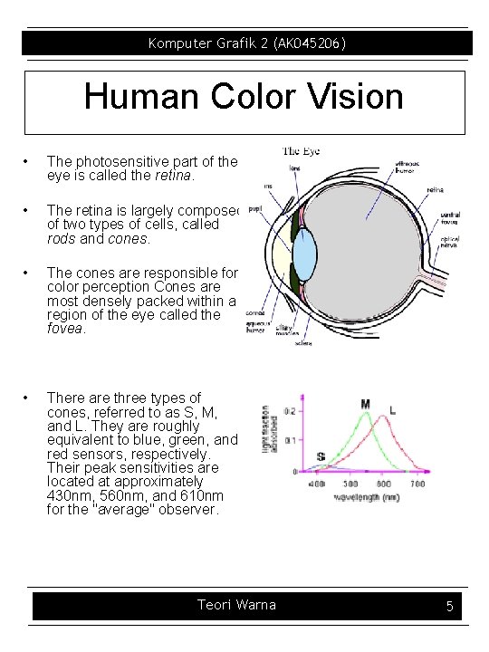 Komputer Grafik 2 (AK 045206) Human Color Vision • The photosensitive part of the