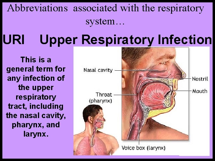 Abbreviations associated with the respiratory system… URI Upper Respiratory Infection This is a general