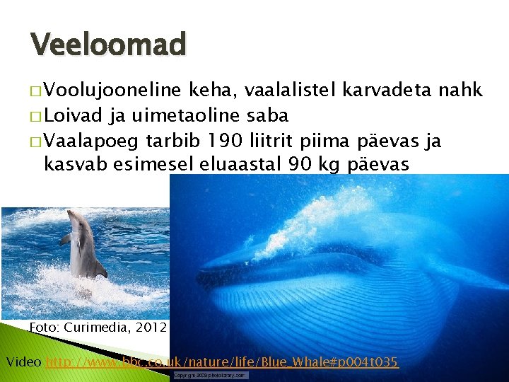 Veeloomad � Voolujooneline keha, vaalalistel karvadeta nahk � Loivad ja uimetaoline saba � Vaalapoeg