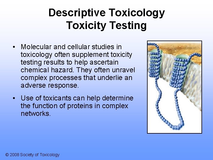 Descriptive Toxicology Toxicity Testing • Molecular and cellular studies in toxicology often supplement toxicity