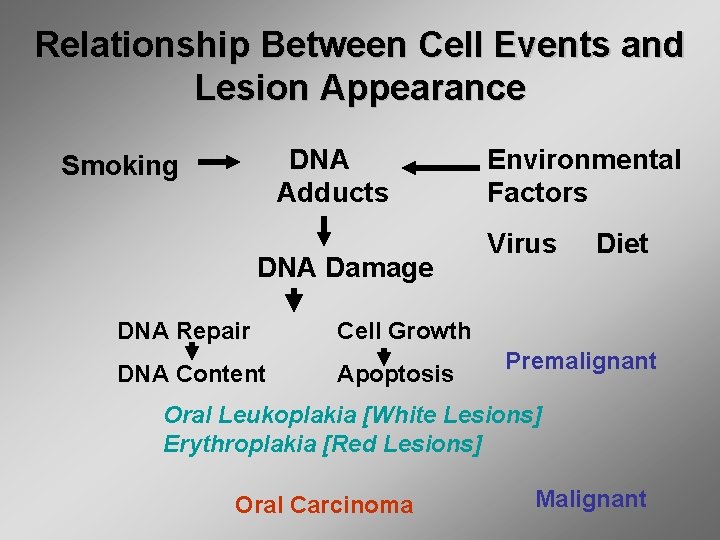 Relationship Between Cell Events and Lesion Appearance DNA Adducts Smoking DNA Damage DNA Repair