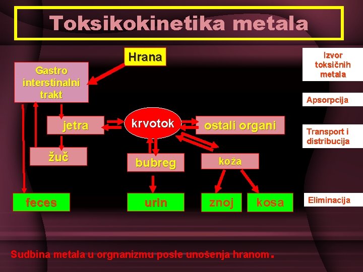 Toksikokinetika metala Hrana Izvor toksičnih metala Gastro interstinalni trakt jetra žuč feces Apsorpcija krvotok