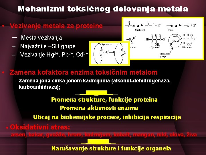 Mehanizmi toksičnog delovanja metala • Vezivanje metala za proteine – Mesta vezivanja – Najvažnije Mehanizmi toksičnog delovanja metala • Vezivanje metala za proteine – Mesta vezivanja – Najvažnije