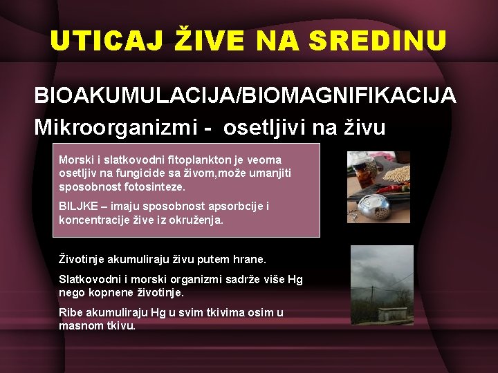 UTICAJ ŽIVE NA SREDINU BIOAKUMULACIJA/BIOMAGNIFIKACIJA Mikroorganizmi - osetljivi na živu Morski i slatkovodni fitoplankton UTICAJ ŽIVE NA SREDINU BIOAKUMULACIJA/BIOMAGNIFIKACIJA Mikroorganizmi - osetljivi na živu Morski i slatkovodni fitoplankton