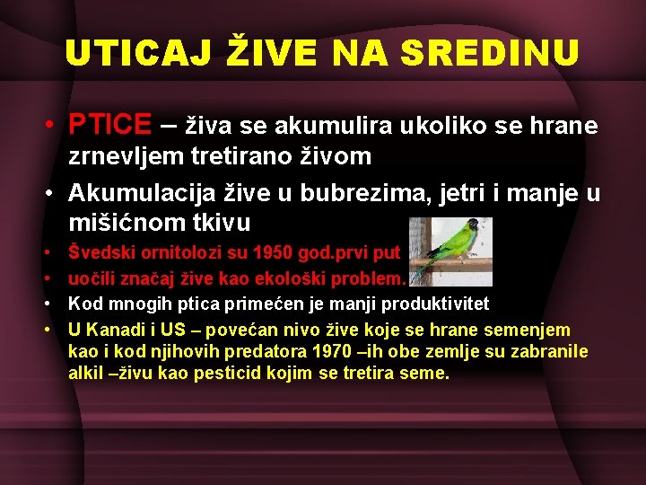 UTICAJ ŽIVE NA SREDINU • PTICE – živa se akumulira ukoliko se hrane zrnevljem