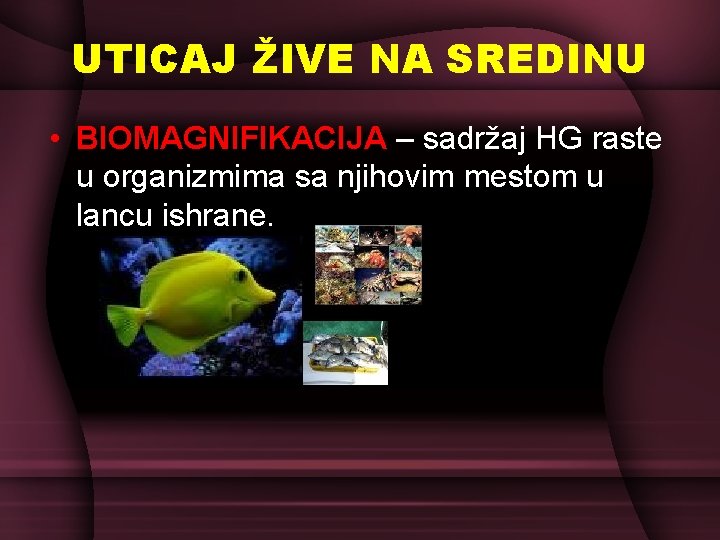 UTICAJ ŽIVE NA SREDINU • BIOMAGNIFIKACIJA – sadržaj HG raste u organizmima sa njihovim