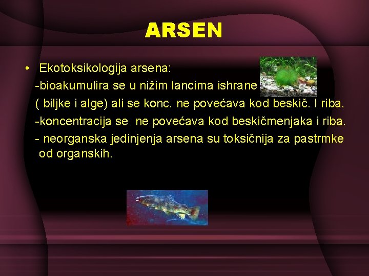 ARSEN • Ekotoksikologija arsena: -bioakumulira se u nižim lancima ishrane ( biljke i alge)