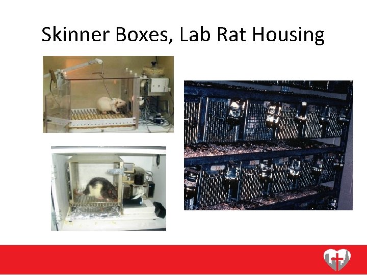 Skinner Boxes, Lab Rat Housing 