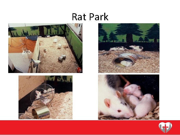 Rat Park 