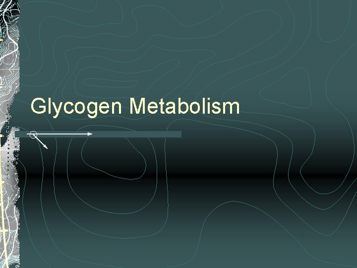 Glycogen Metabolism 