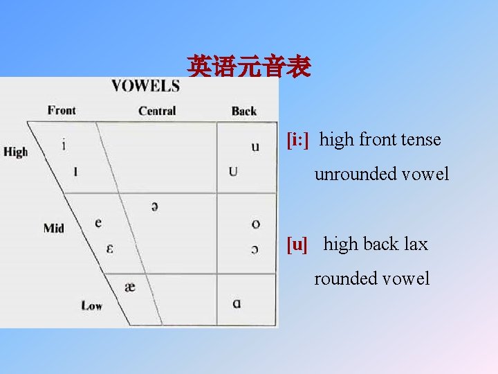 英语元音表 • [i: ] high front tense unrounded vowel [u] high back lax rounded