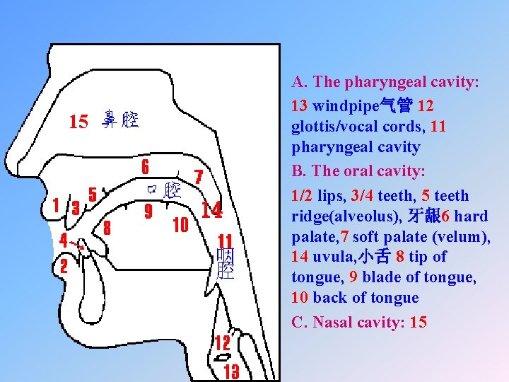 15 14 咽 腔 • A. The pharyngeal cavity: • 13 windpipe气管 12 glottis/vocal