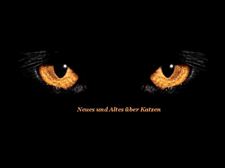 Neues und Altes über Katzen 