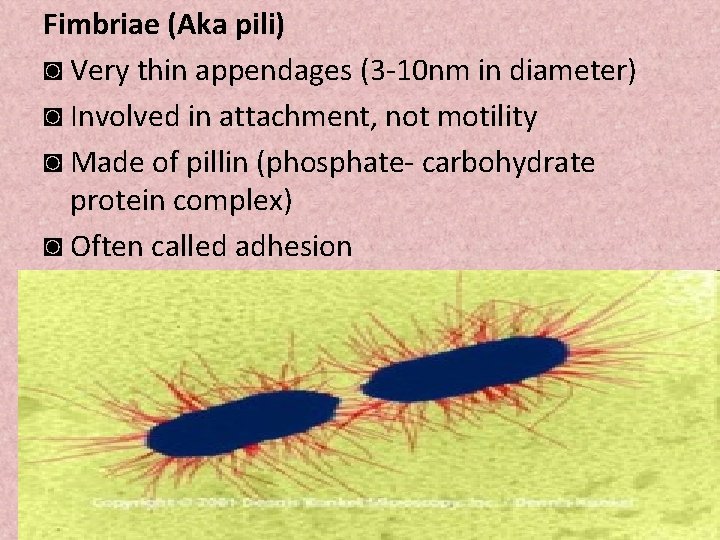 Fimbriae (Aka pili) ◙ Very thin appendages (3 -10 nm in diameter) ◙ Involved