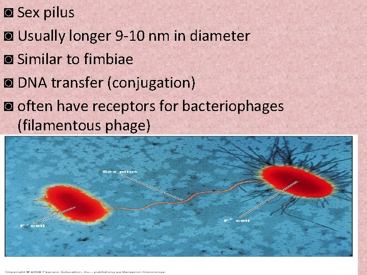 ◙ Sex pilus ◙ Usually longer 9 -10 nm in diameter ◙ Similar to